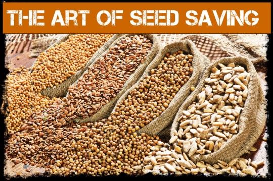 Seed Saving and Seed Storage For Survival