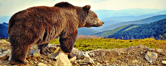 huge grizzly bear surveying the landscape