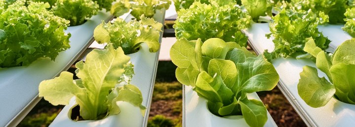hydroponics green and small vegetables garden
