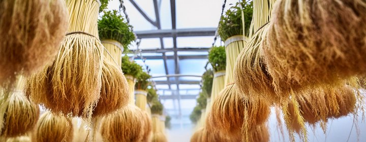 Roots hang in the air misted with a nutrient-rich solution